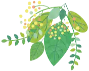 葉のイラスト